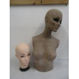 A mannequin bust and head