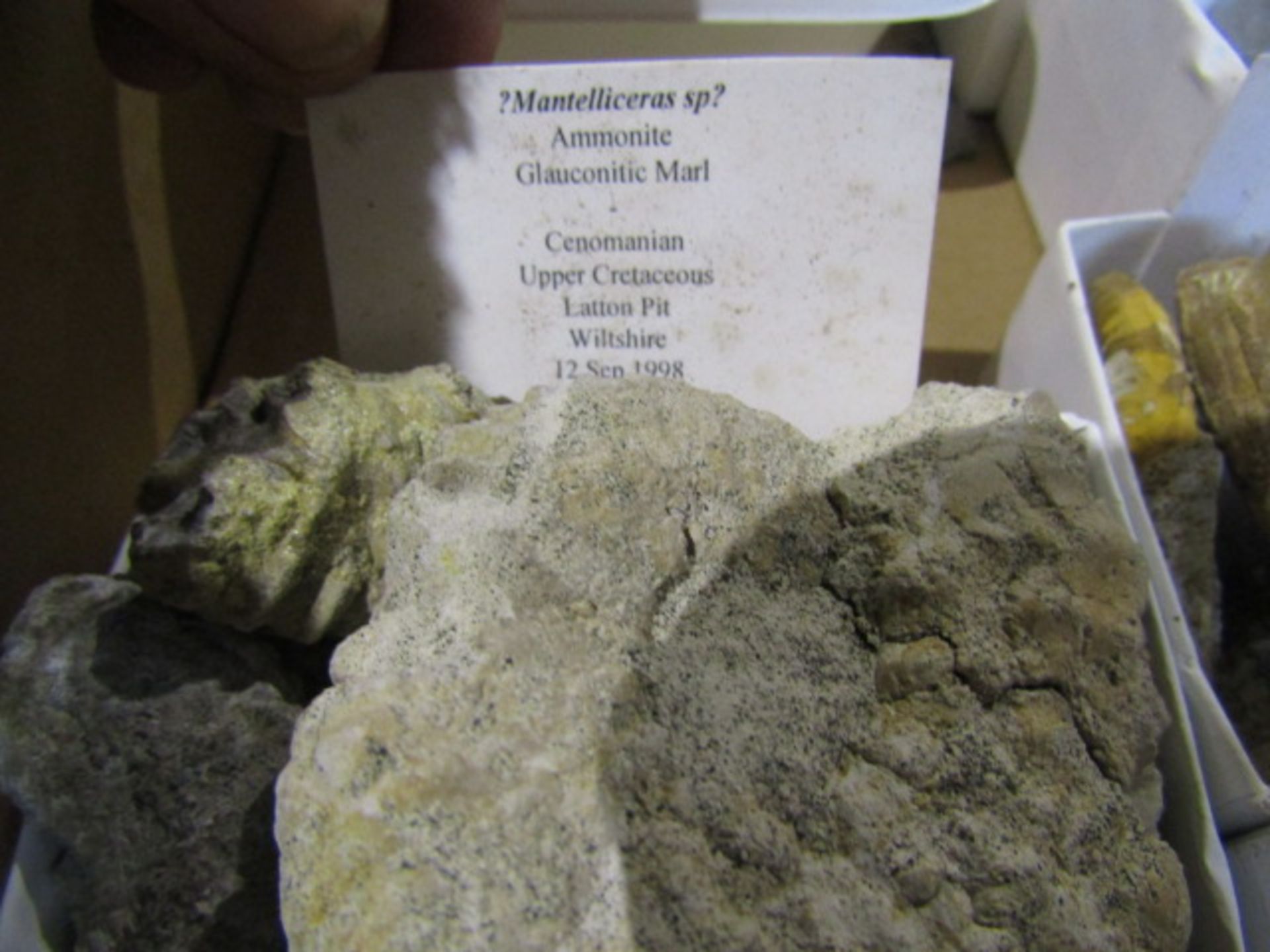 A tray of fossils with descriptions - Image 9 of 19