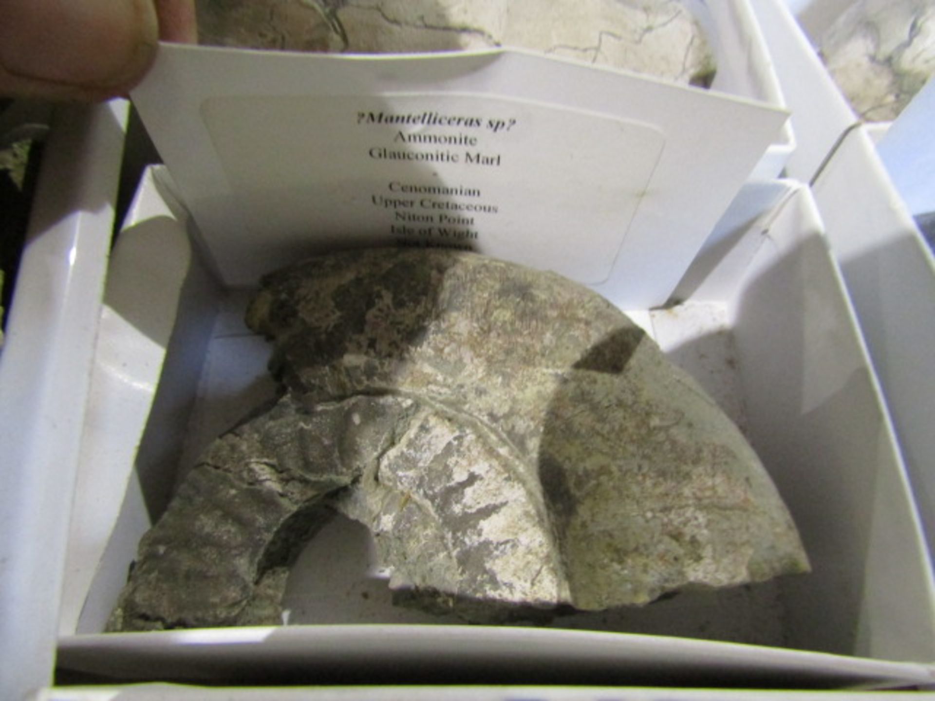 A tray of fossils with descriptions - Image 13 of 19
