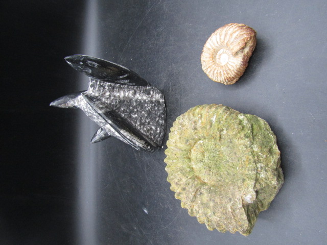 2 ammonite and Orthoceras fossils