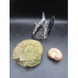 2 ammonite and Orthoceras fossils