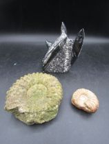 2 ammonite and Orthoceras fossils