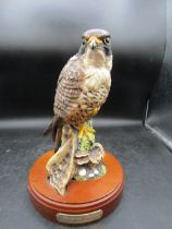Royal Doulton Peregrine Falcon on wooden plinth 28cmH