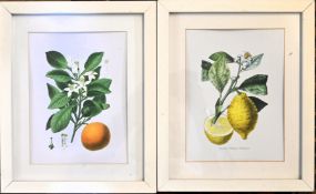 Two framed botanical study prints