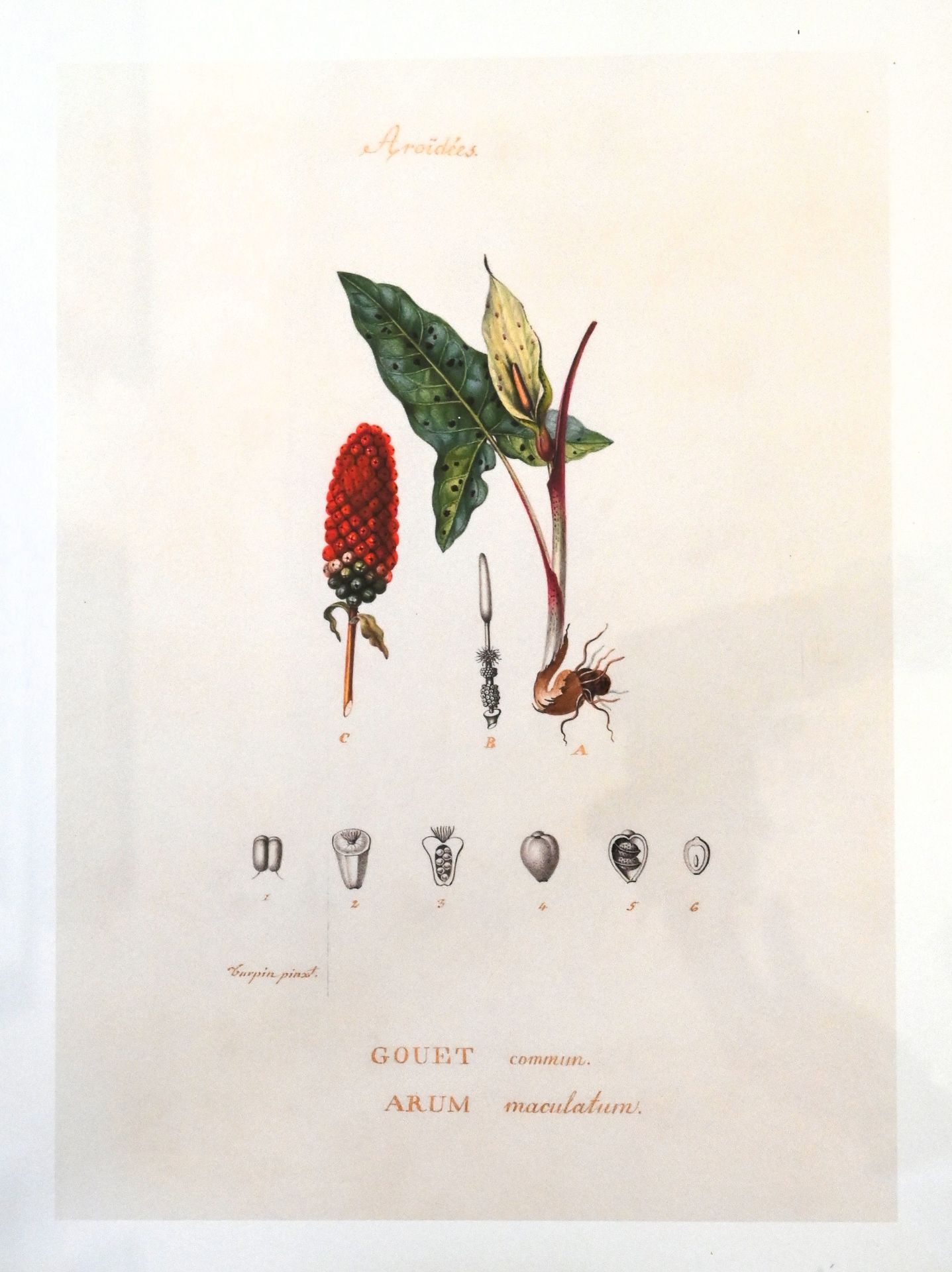 Piere Jean Francois Turpin botanical framed prints - Image 4 of 5