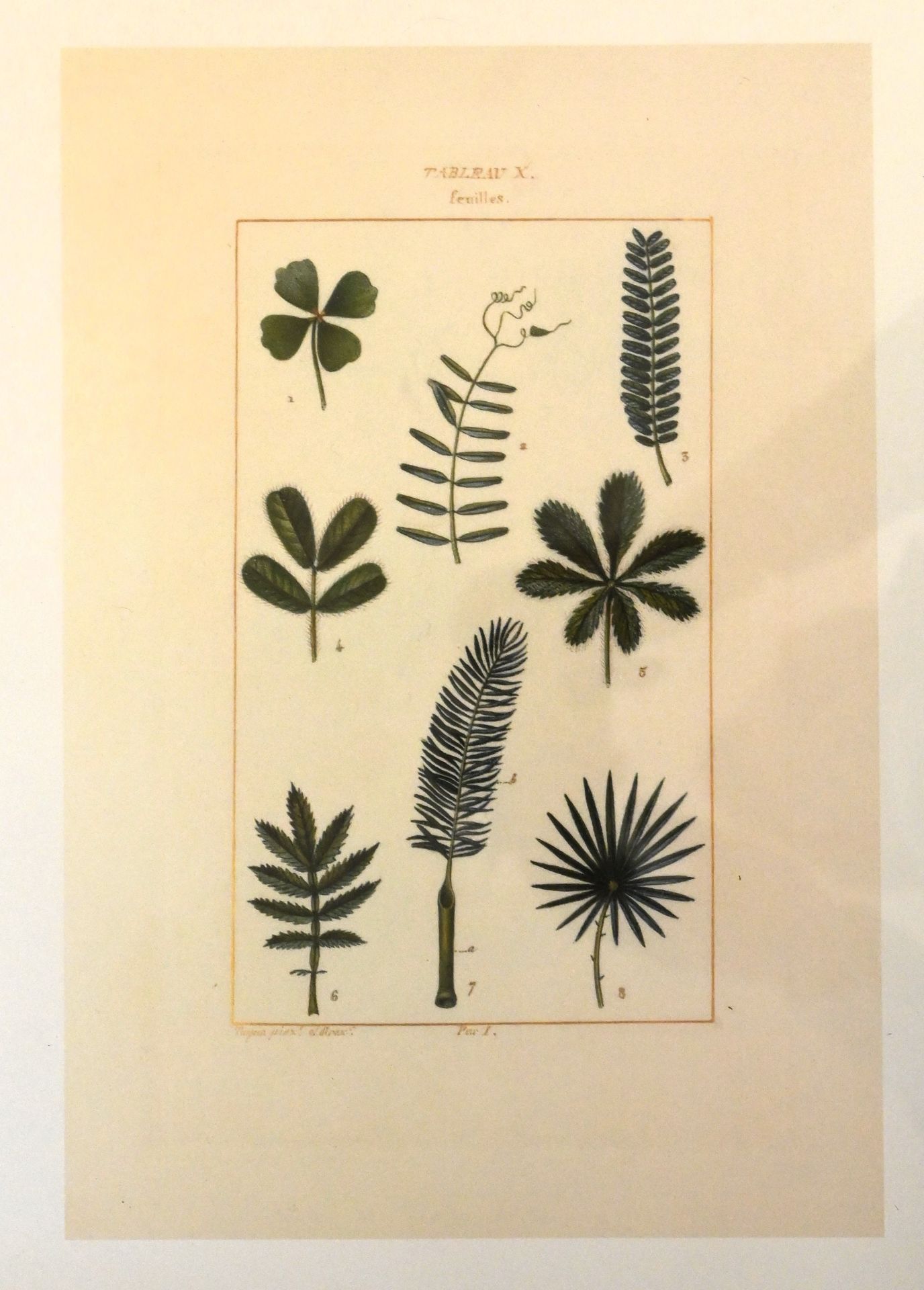 Piere Jean Francois Turpin botanical framed prints - Image 2 of 5