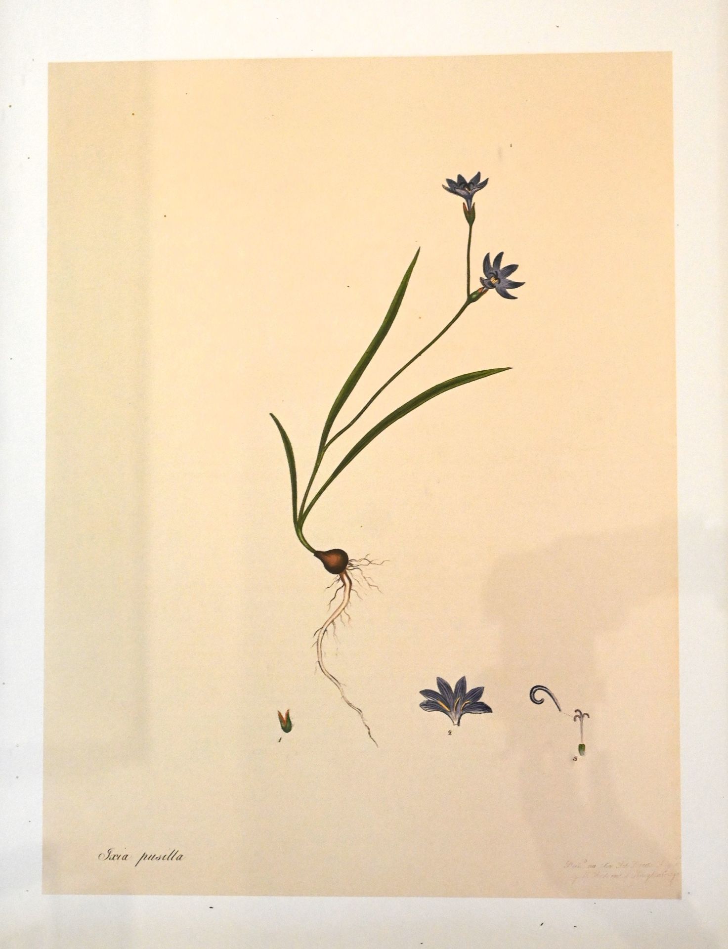 Piere Jean Francois Turpin botanical framed prints - Image 5 of 5