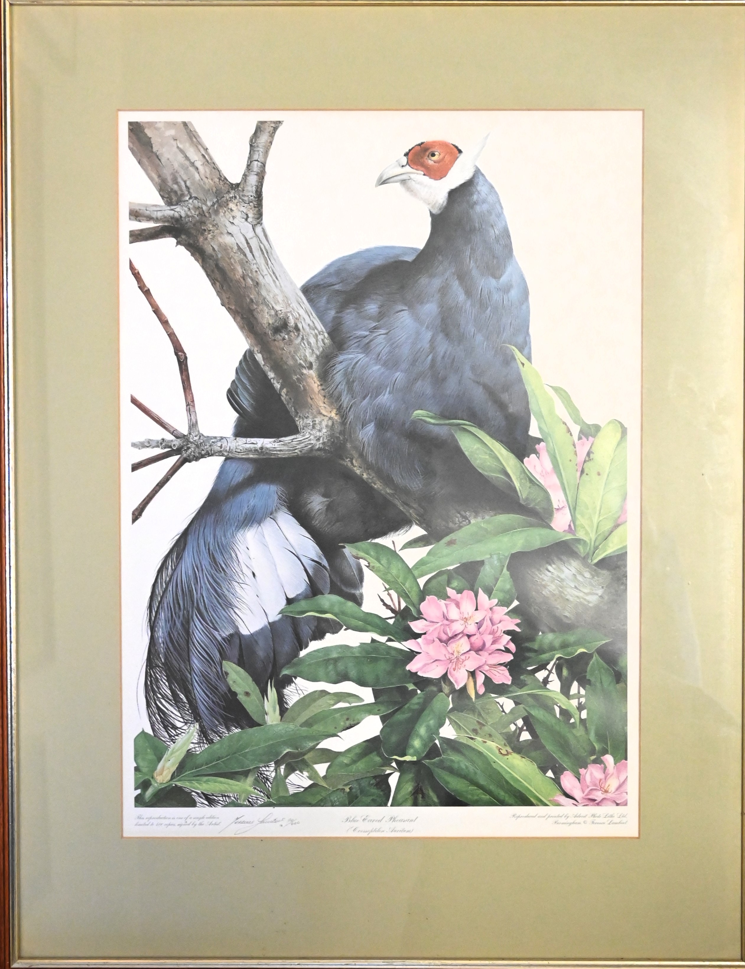 Terence Lambert limited lithographic print study of a blue eared pheasant, signed in pencil - Bild 2 aus 2