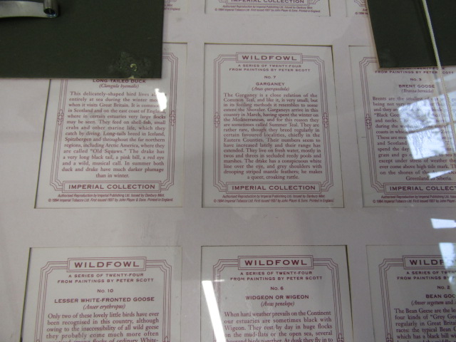 framed cigarette cards of wild fowl inc Peter Scott - Image 7 of 7