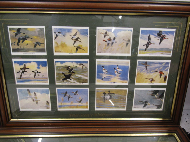 framed cigarette cards of wild fowl inc Peter Scott - Image 5 of 7