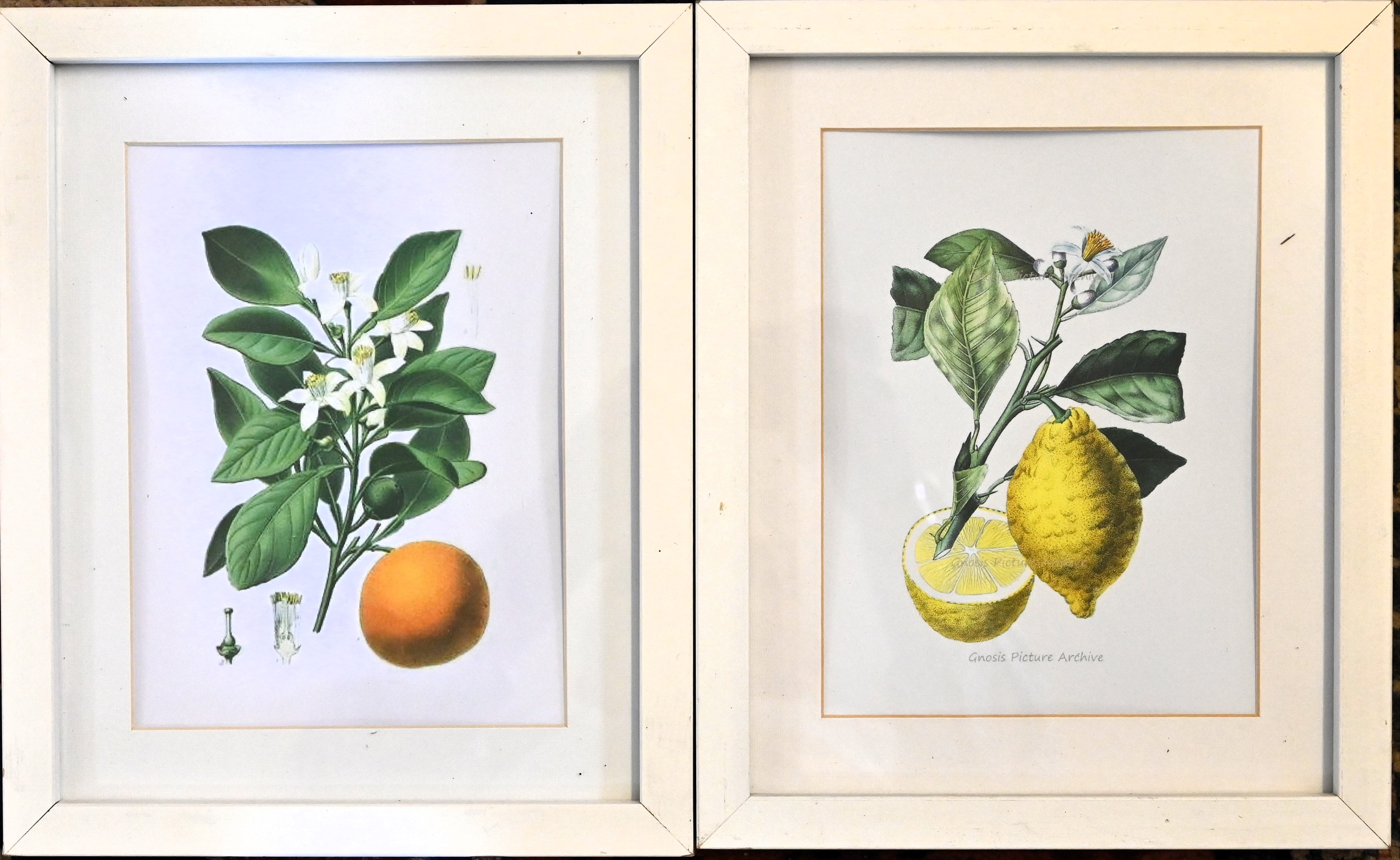 Two framed botanical study prints