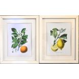 Two framed botanical study prints