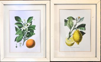 Two framed botanical study prints