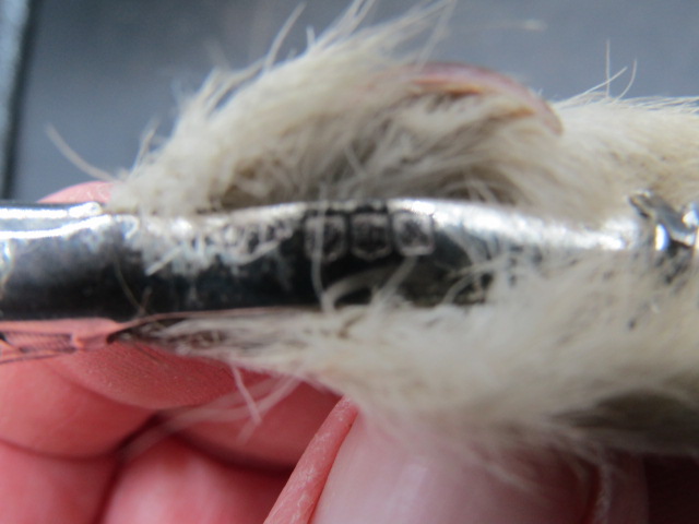 A silver grouse foot and a hat pin white metal collar - Image 3 of 3