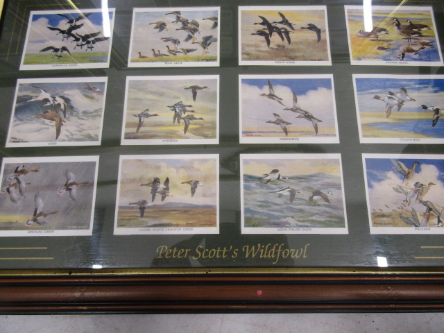 framed cigarette cards of wild fowl inc Peter Scott - Image 6 of 7