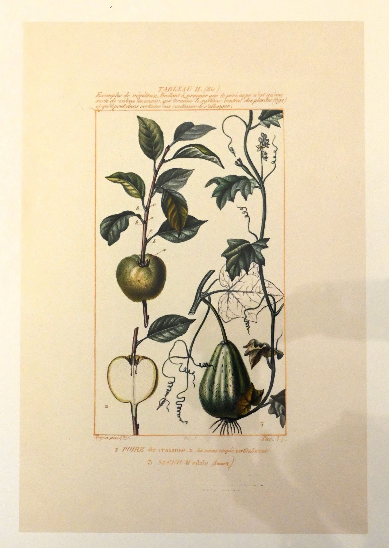 Piere Jean Francois Turpin botanical framed prints - Image 3 of 5