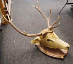 Good mounted stag head