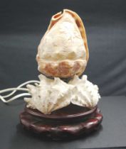 Carved conch sell lamp