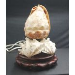 Carved conch sell lamp