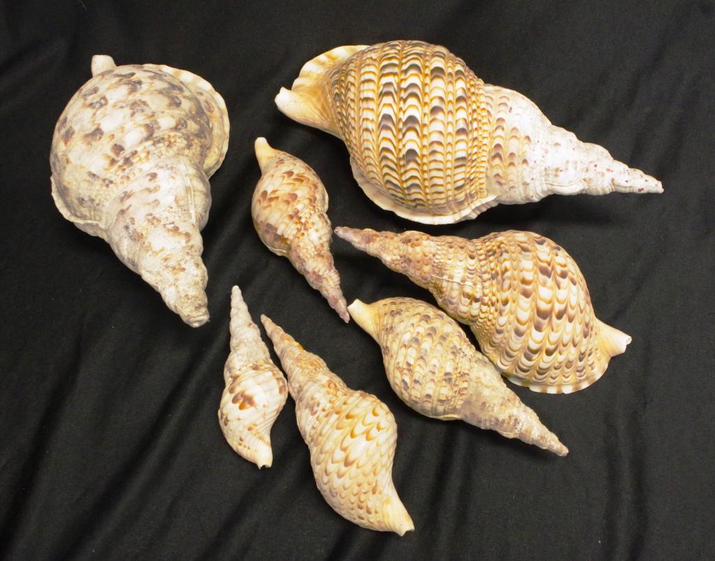 Seven graduated conch trumpet shells - Image 2 of 3