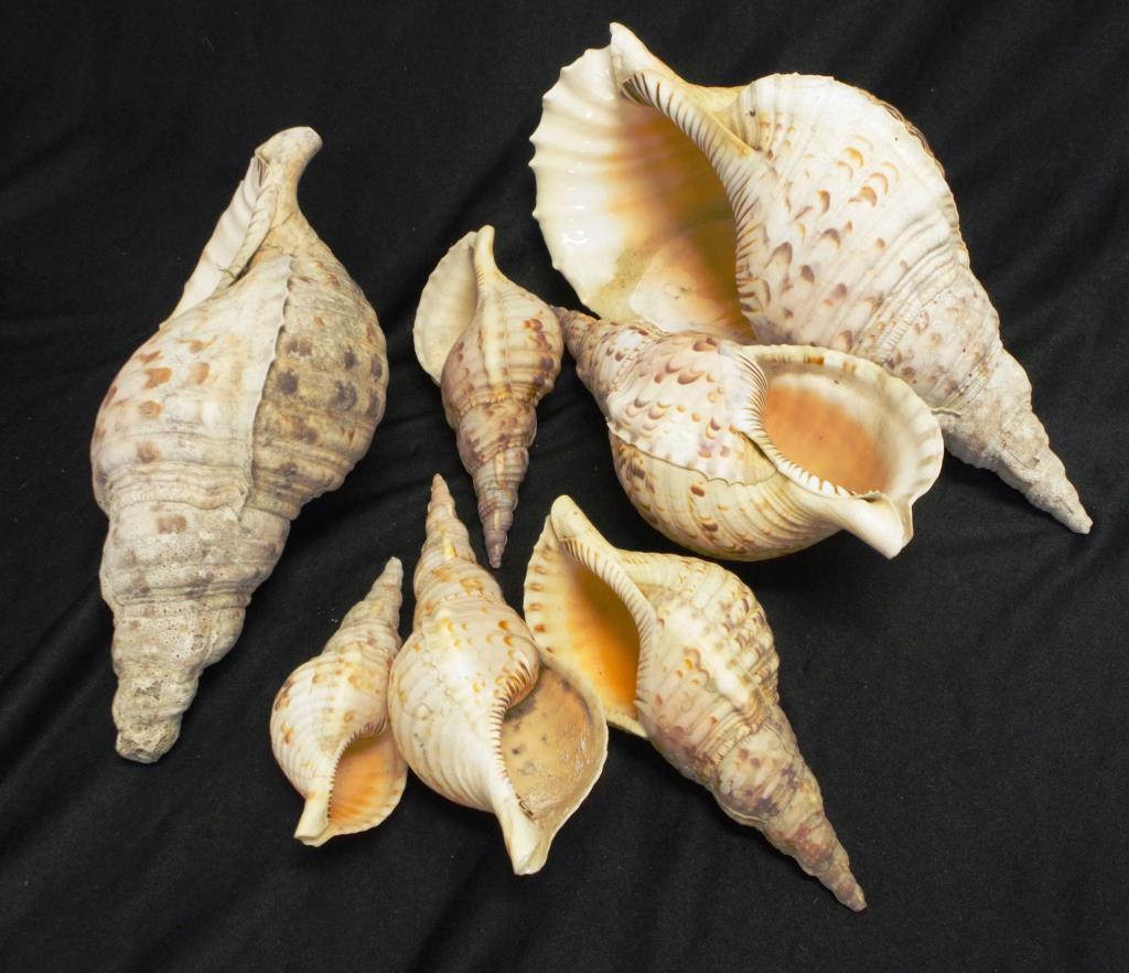 Seven graduated conch trumpet shells - Image 3 of 3