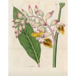Curtis, William: The Botanical Magazine or Flower-Garden displayed