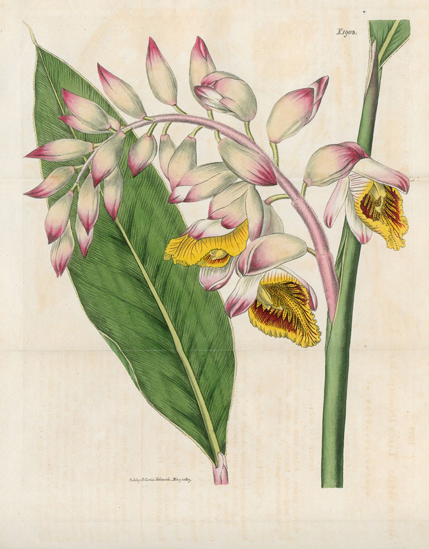 Curtis, William: The Botanical Magazine or Flower-Garden displayed