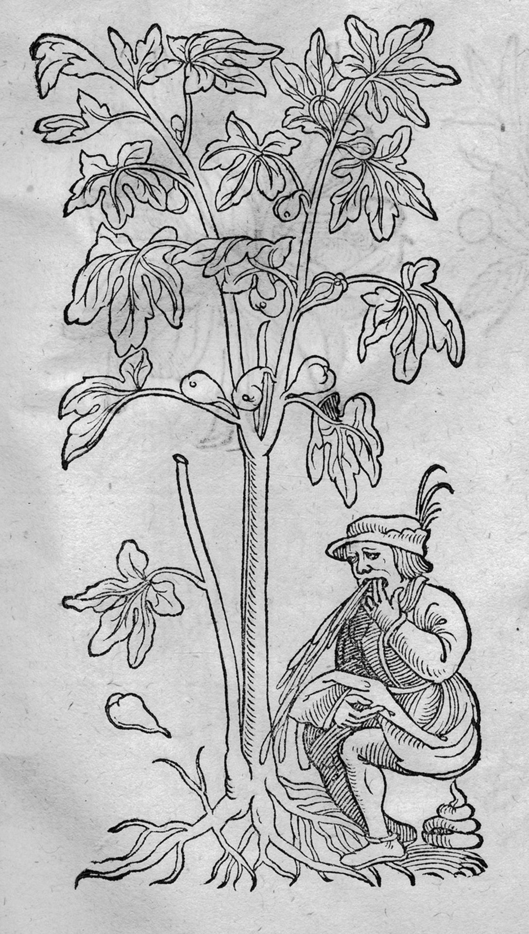 Plantarum, arborum, fructium: et herbarum effigies Frankfurt, Egenolffs Erben, 1562