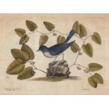 Catesby, Mark: Rubecula Americana. The Blew-bird