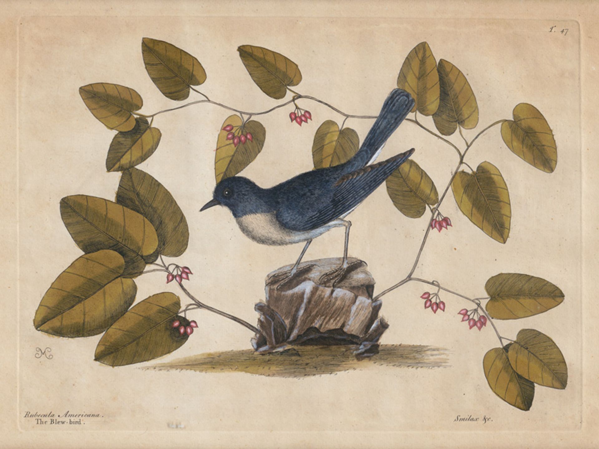 Catesby, Mark: Rubecula Americana. The Blew-bird