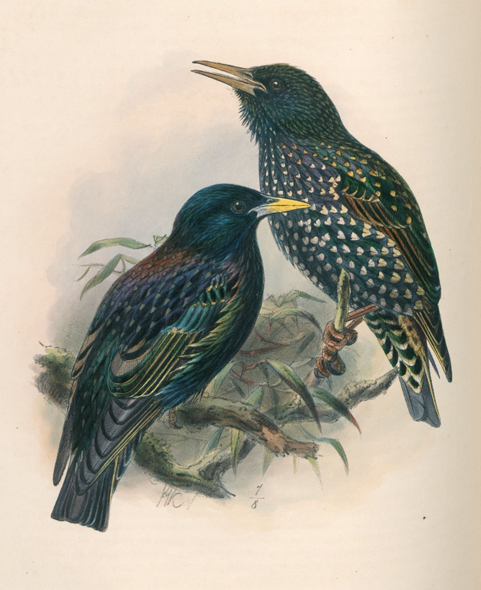 Dresser, Henry Eeles: A history of the birds of Europe. 9 Bände - Image 3 of 3