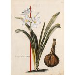 Seligmann, Johann Michael: Pancratium I. Lilio-Narcissus V. Lilio-Narcissus VI