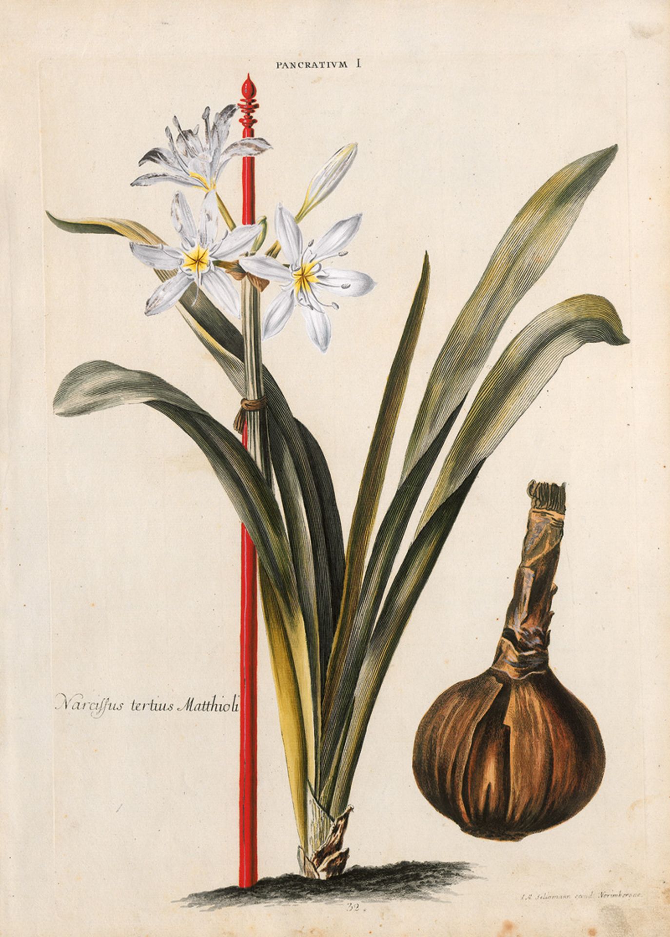 Seligmann, Johann Michael: Pancratium I. Lilio-Narcissus V. Lilio-Narcissus VI