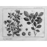 Linné, Carl von: Systeme plantarum