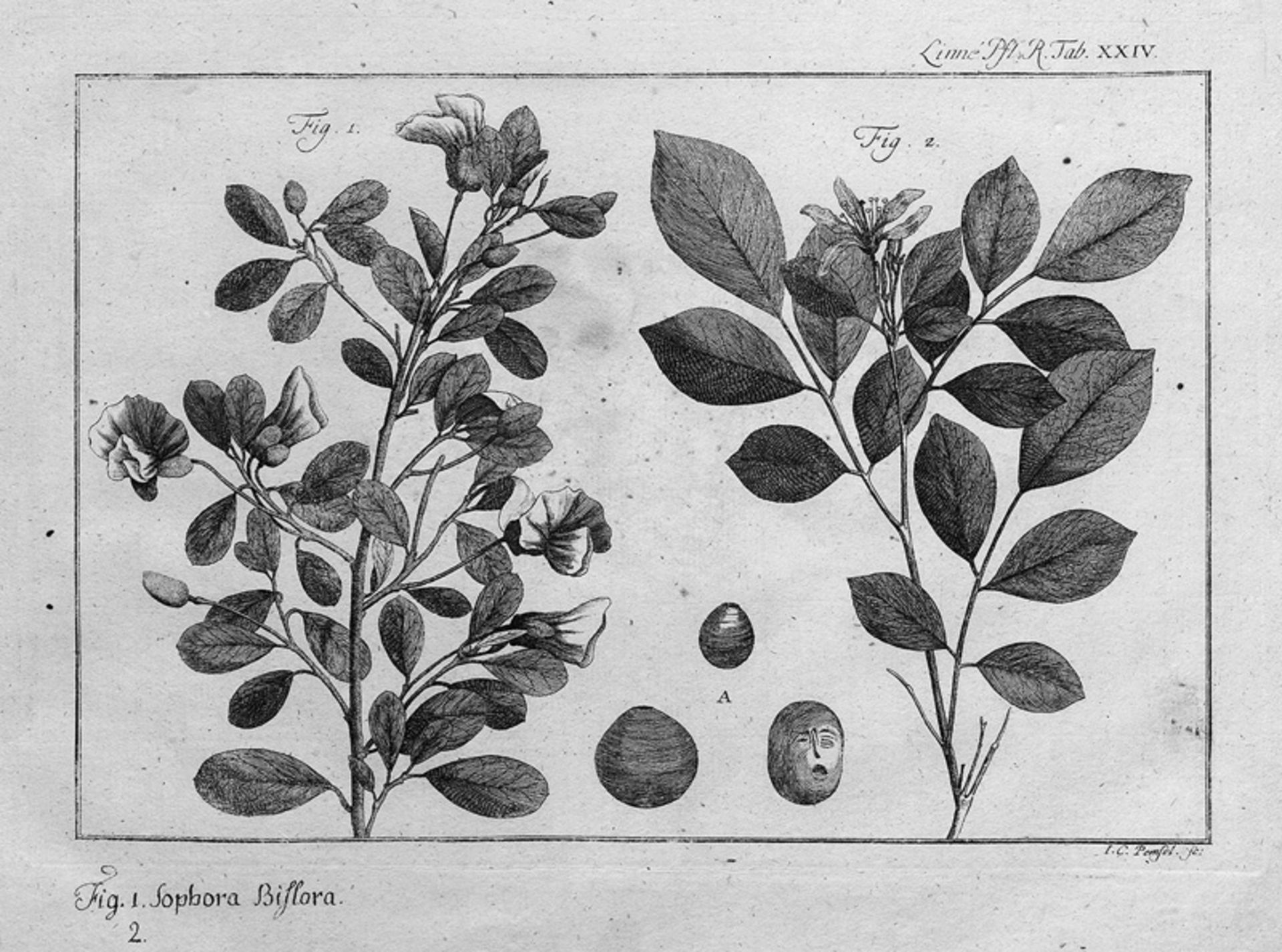 Linné, Carl von: Systeme plantarum