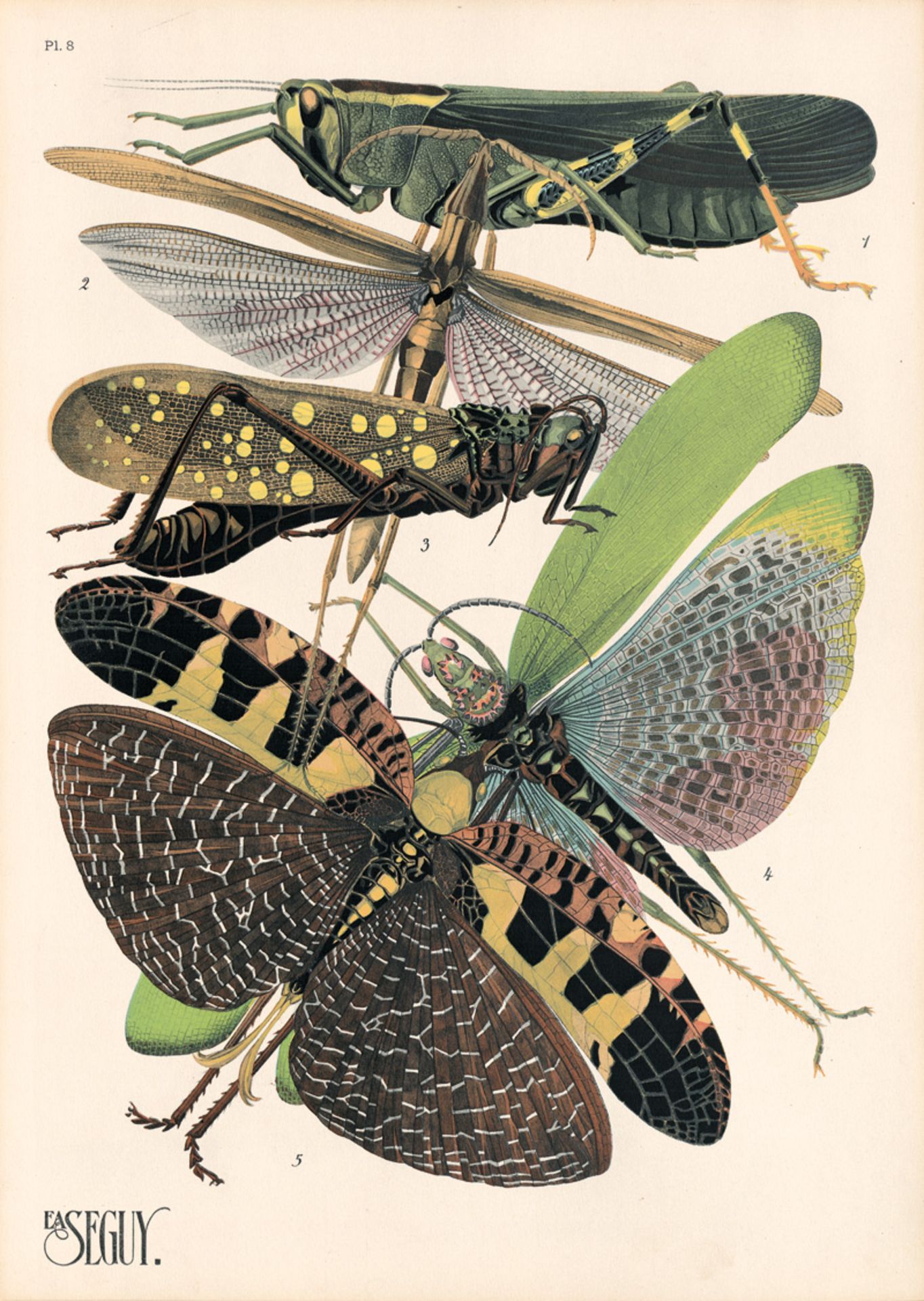Seguy, Eugène Alain: Insectes. Vingt planches en phototypie  - Bild 2 aus 2