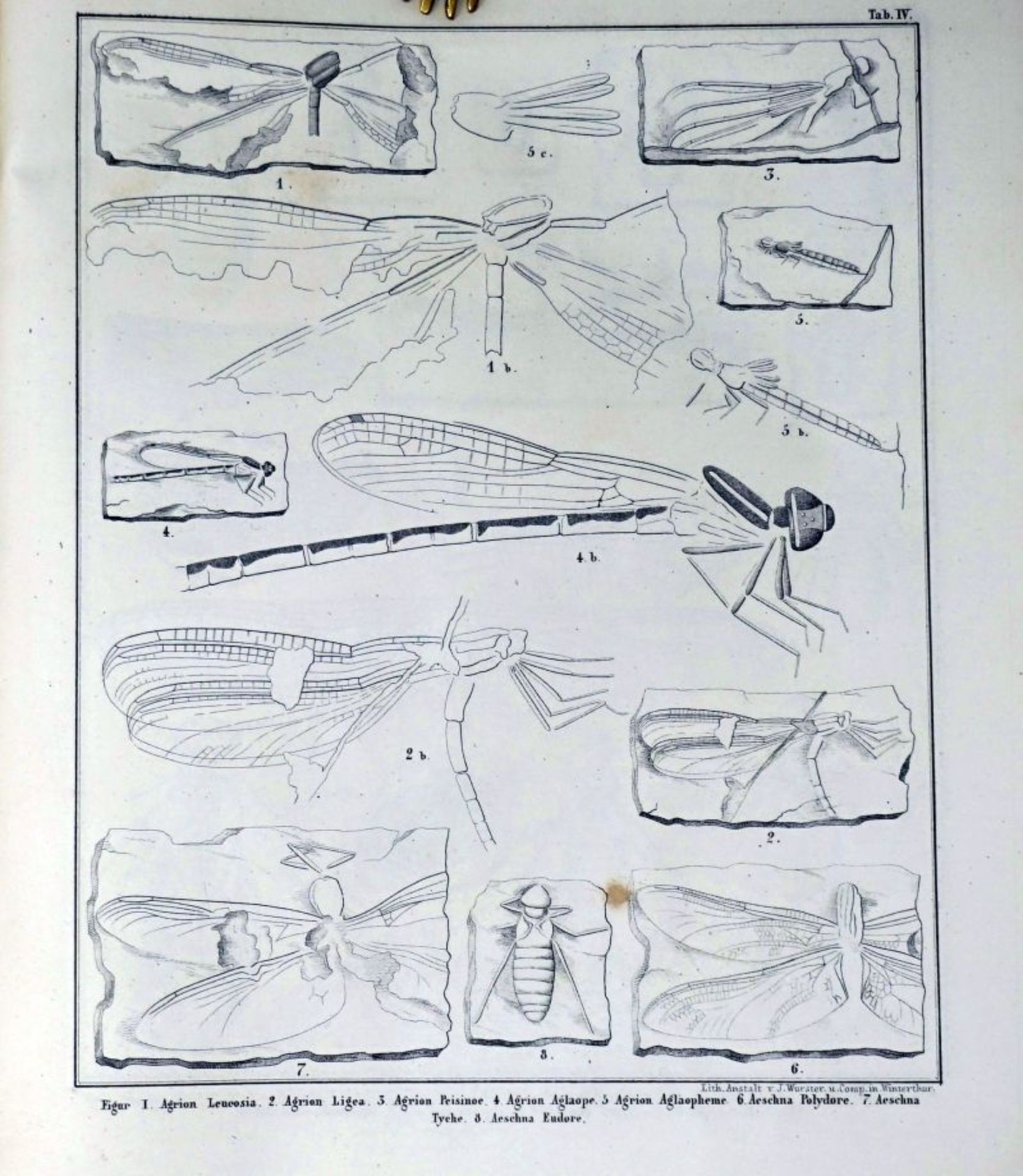 Heer, Oswald: Die Insektenfauna der Tertiärgebilde