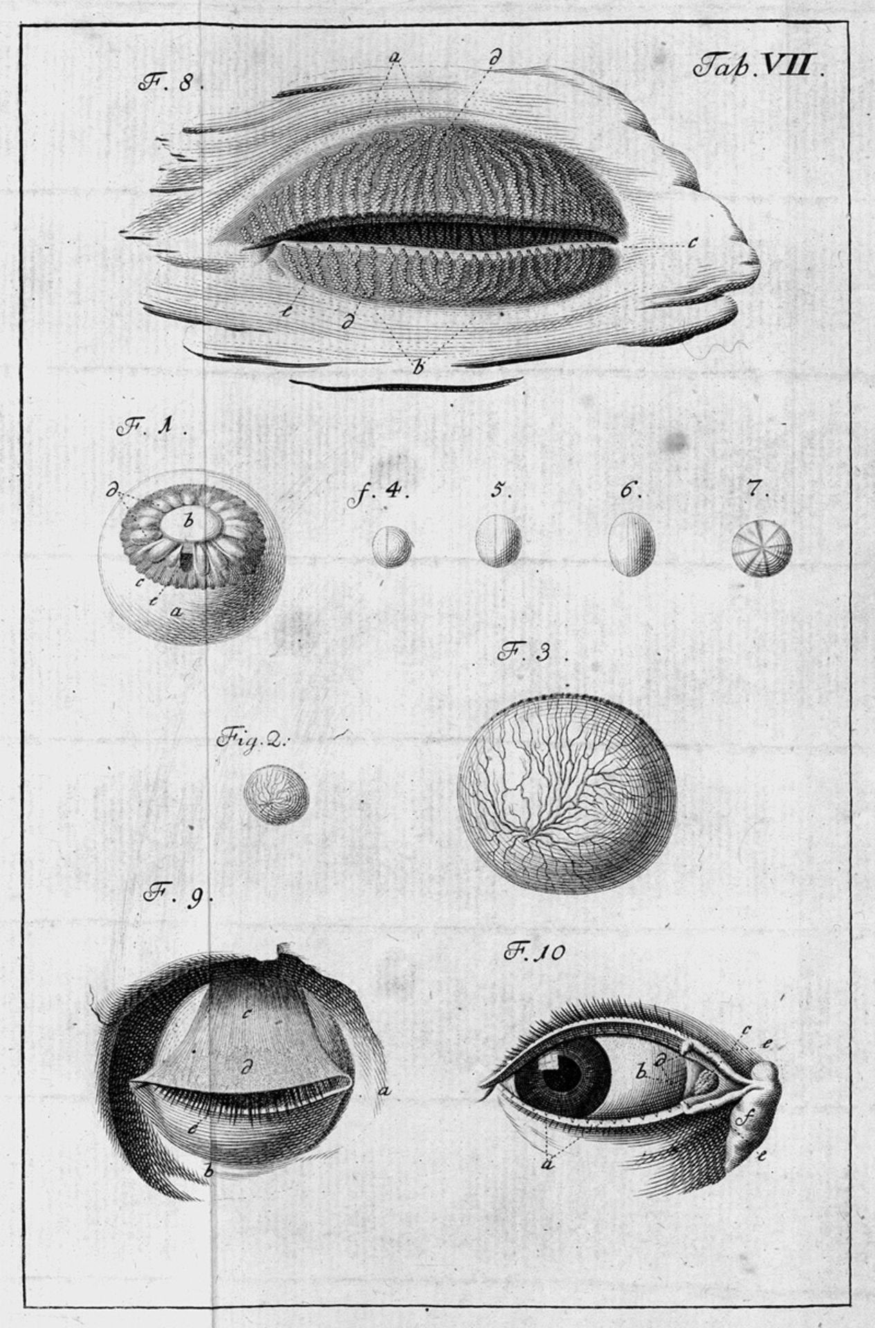 Cassebohm, J. F.: Tractatus quatuor anatomici  + Zinn, Johann Gottfried. D...