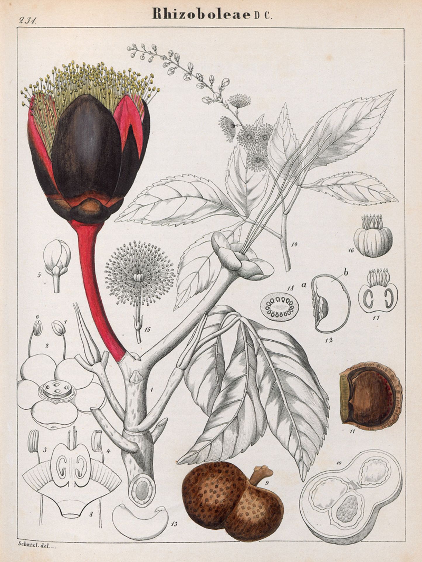 Schnizlein, Adalbert: Iconographia - Bild 2 aus 2