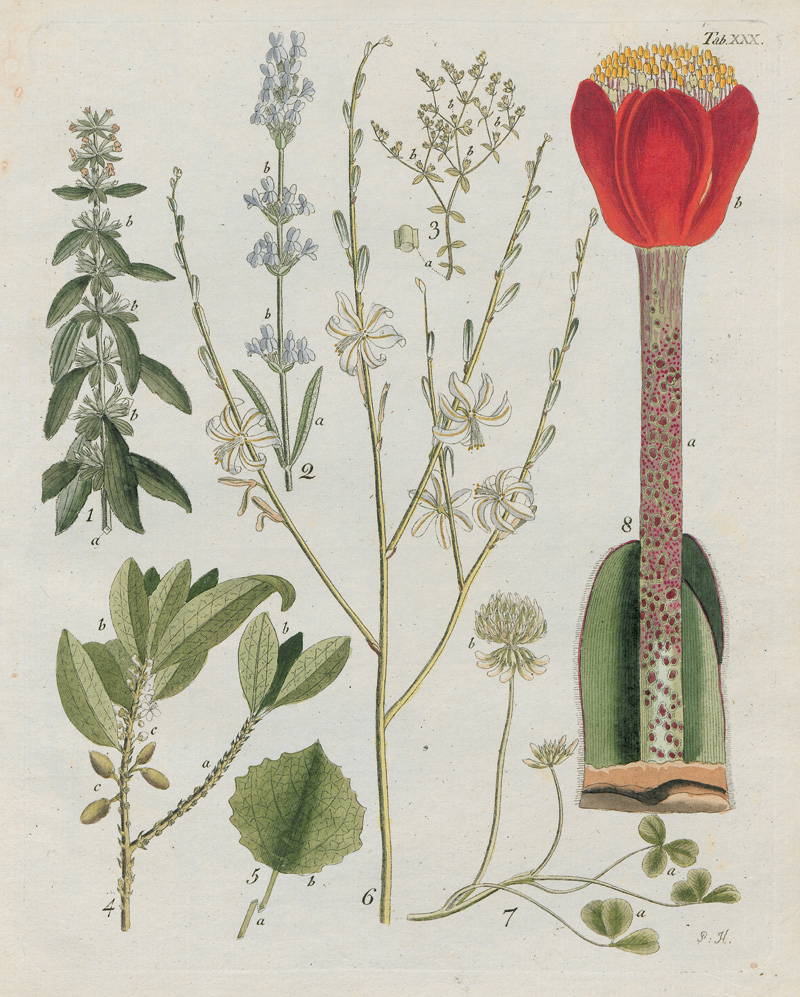 Hayne, Friedrich Gottlob: Termini botanici - Image 2 of 2