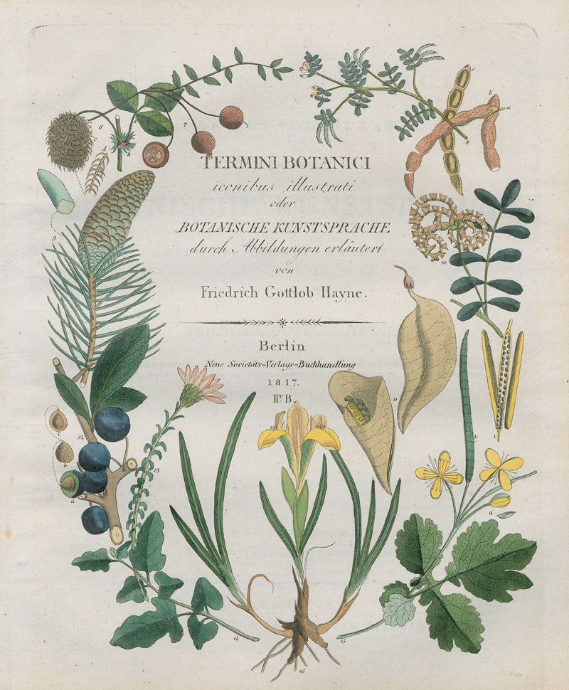 Hayne, Friedrich Gottlob: Termini botanici