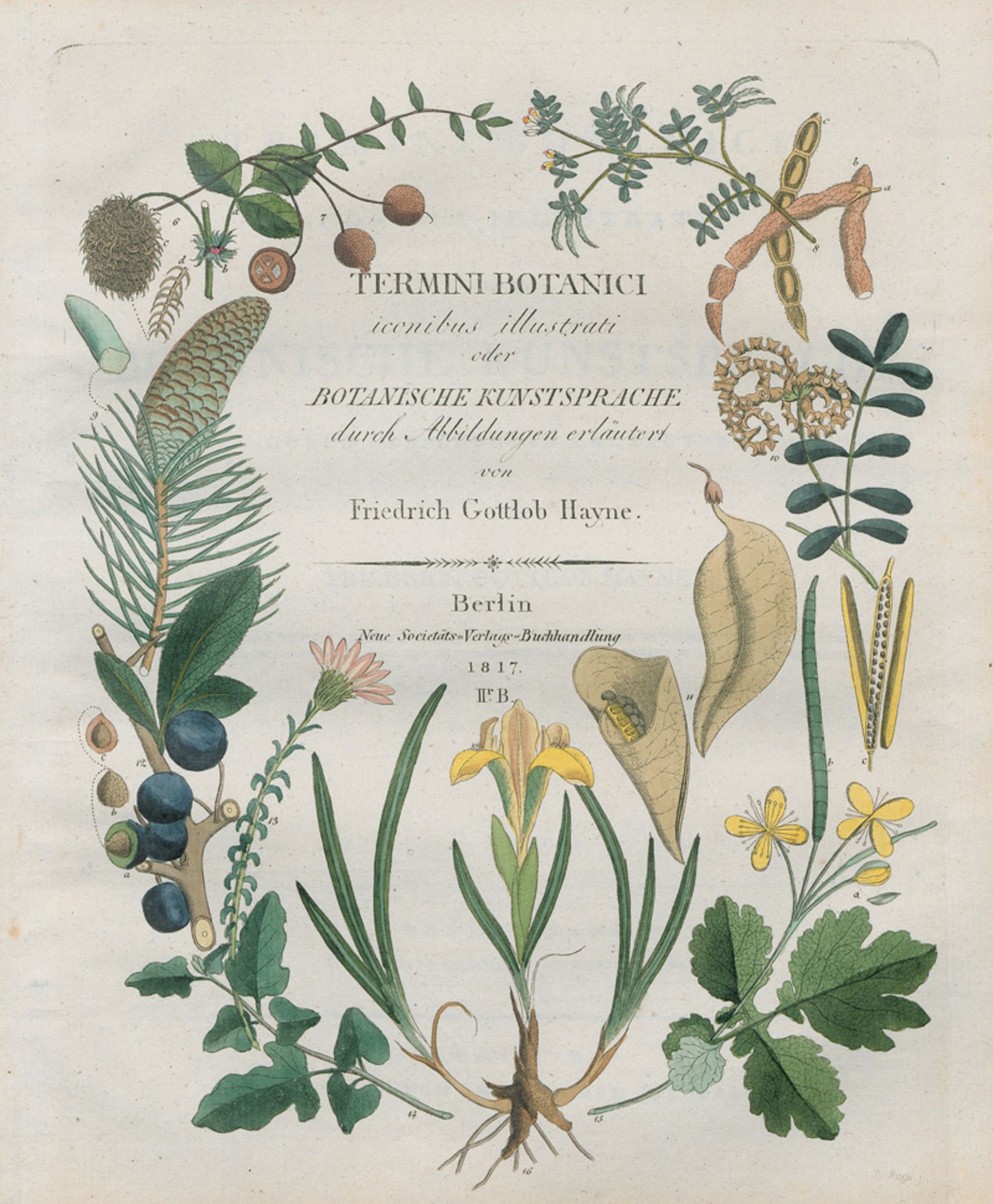 Hayne, Friedrich Gottlob: Termini botanici 