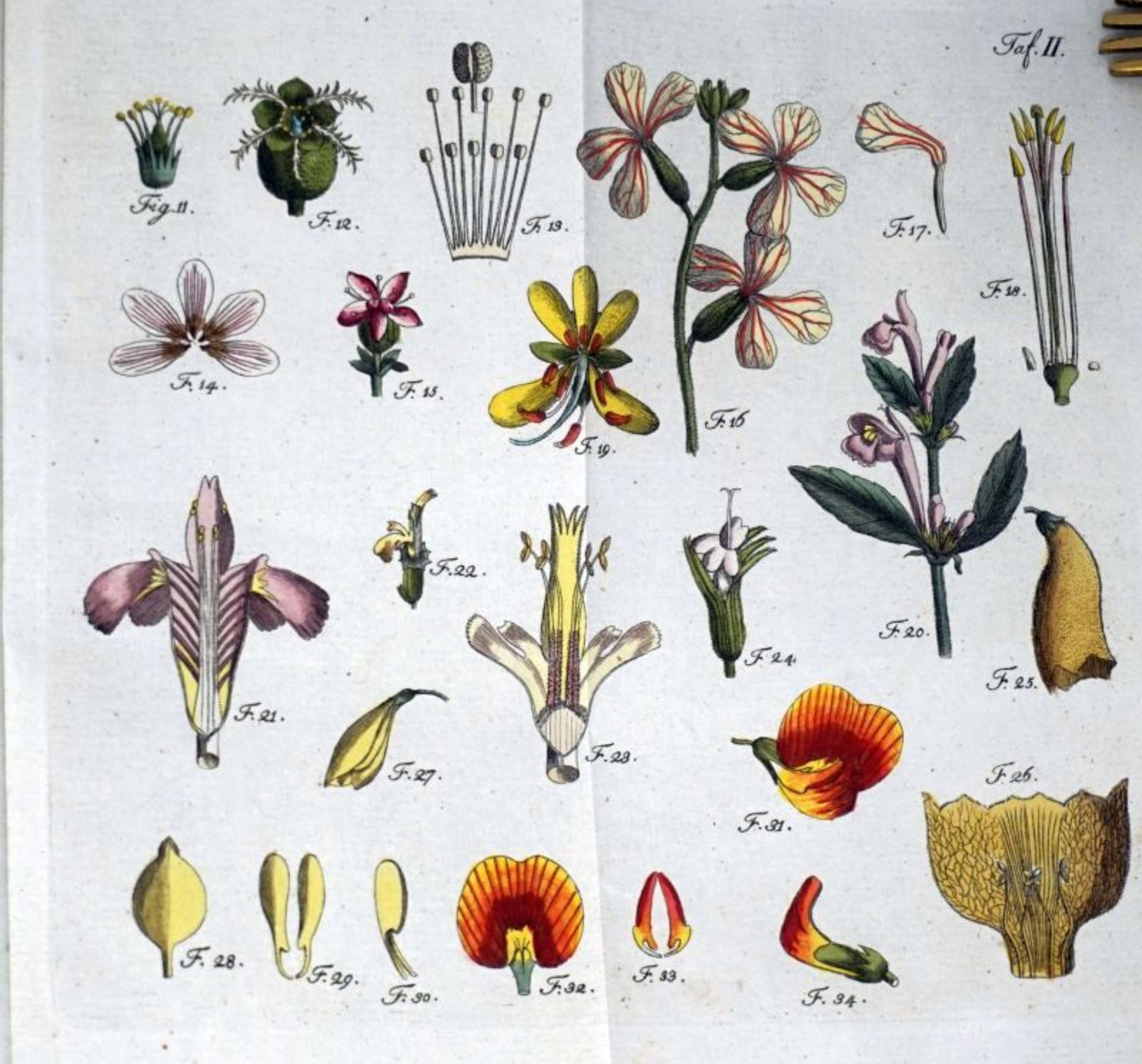 Batsch, A. J. G. C.: Botanik für Frauenzimmer