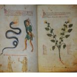 Medicina antiqua libri quattuor med...: Codex Vindobonensis 93 