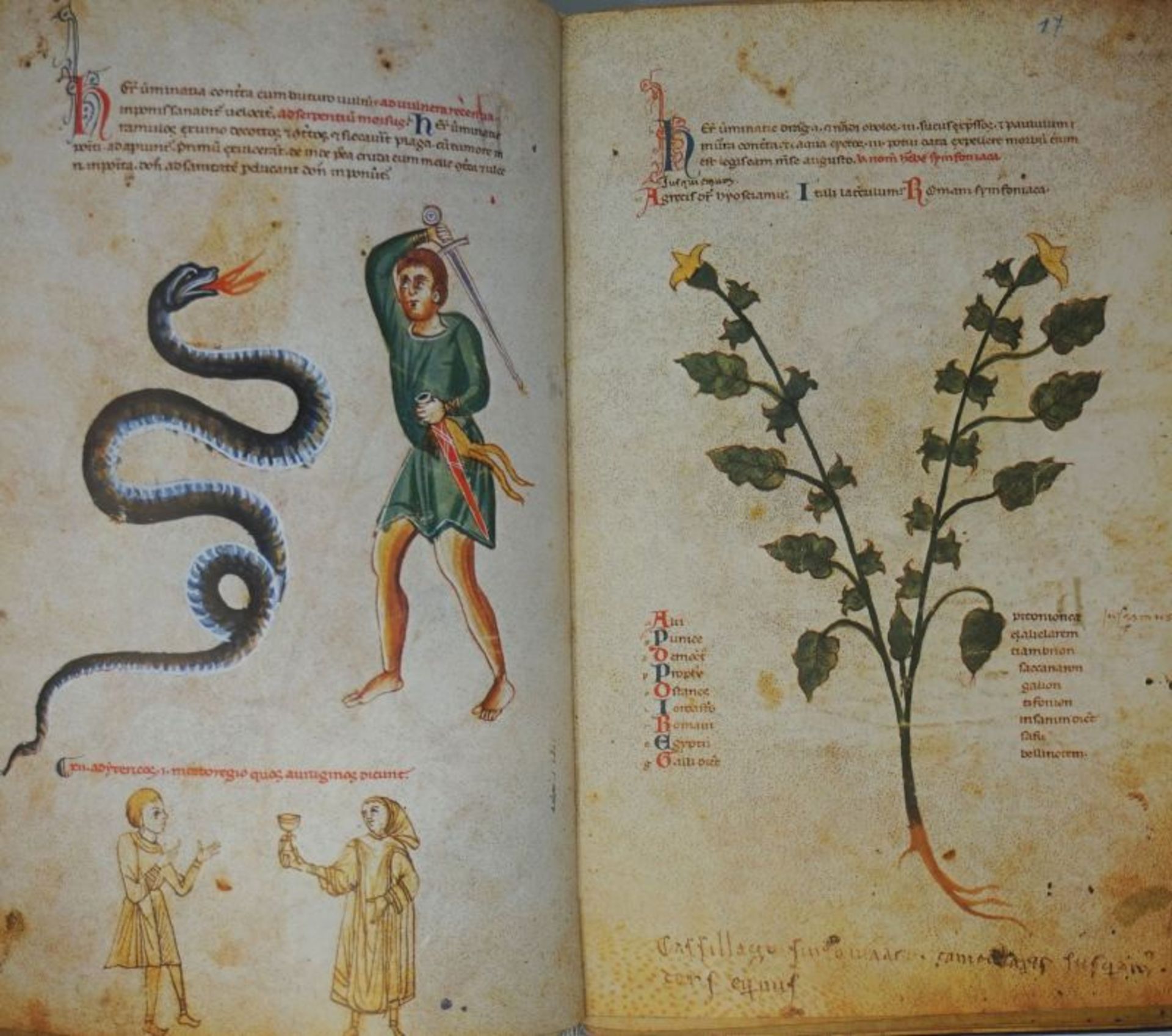 Medicina antiqua libri quattuor med...: Codex Vindobonensis 93 