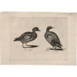 Teyler, Johann: Zwei Enten