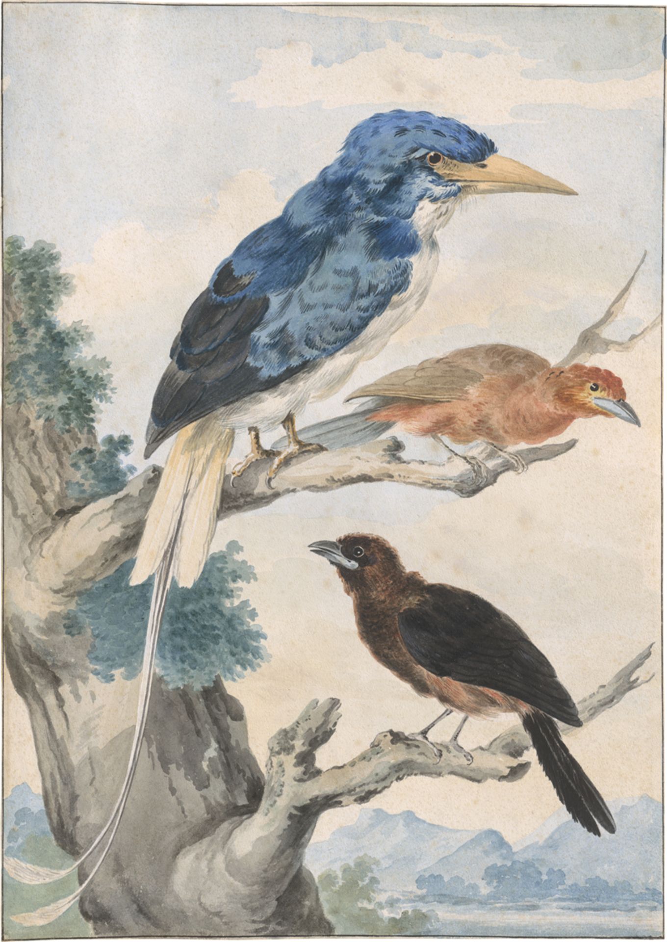 Schouman, Aert: Studienblatt mit drei Vögeln