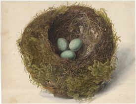 Deutsch oder Österreichisch: um 1800. Vogelnest mit drei gesprenkelten Eiern