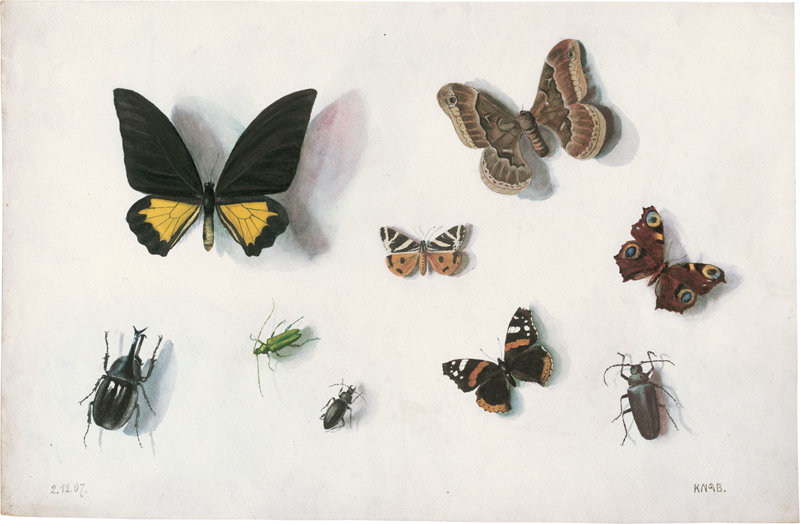Knab, Frederick: Schmetterlinge, Motten und Käfer