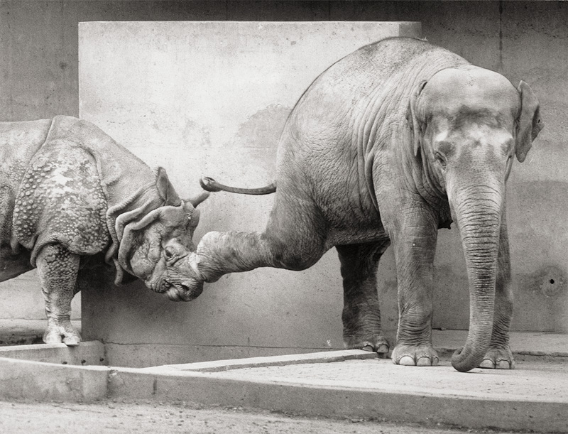 Sittig, Walter: Indian Elephant and Great Indian Rhinoceros